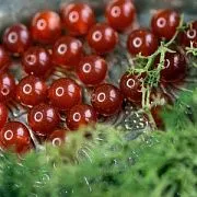 Бусина агат 8, цвет красно-коричневый, колорир., 8 мм (стренд 12 шт.)